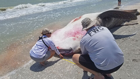 La marea roja mata a un centenar de delfines y manatíes en Florida La marea roja mata a un centenar de delfines y manatíes en Florida