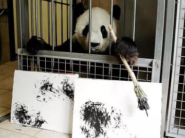 Yang Yang, la osa panda que pinta cuadros en el zoo de Viena