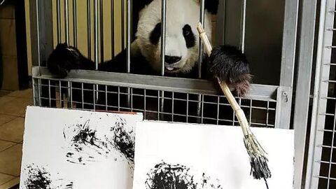 Yang Yang, la osa panda que pinta cuadros en el zoo de Viena Yang Yang, la osa panda que pinta cuadros en el zoo de Viena
