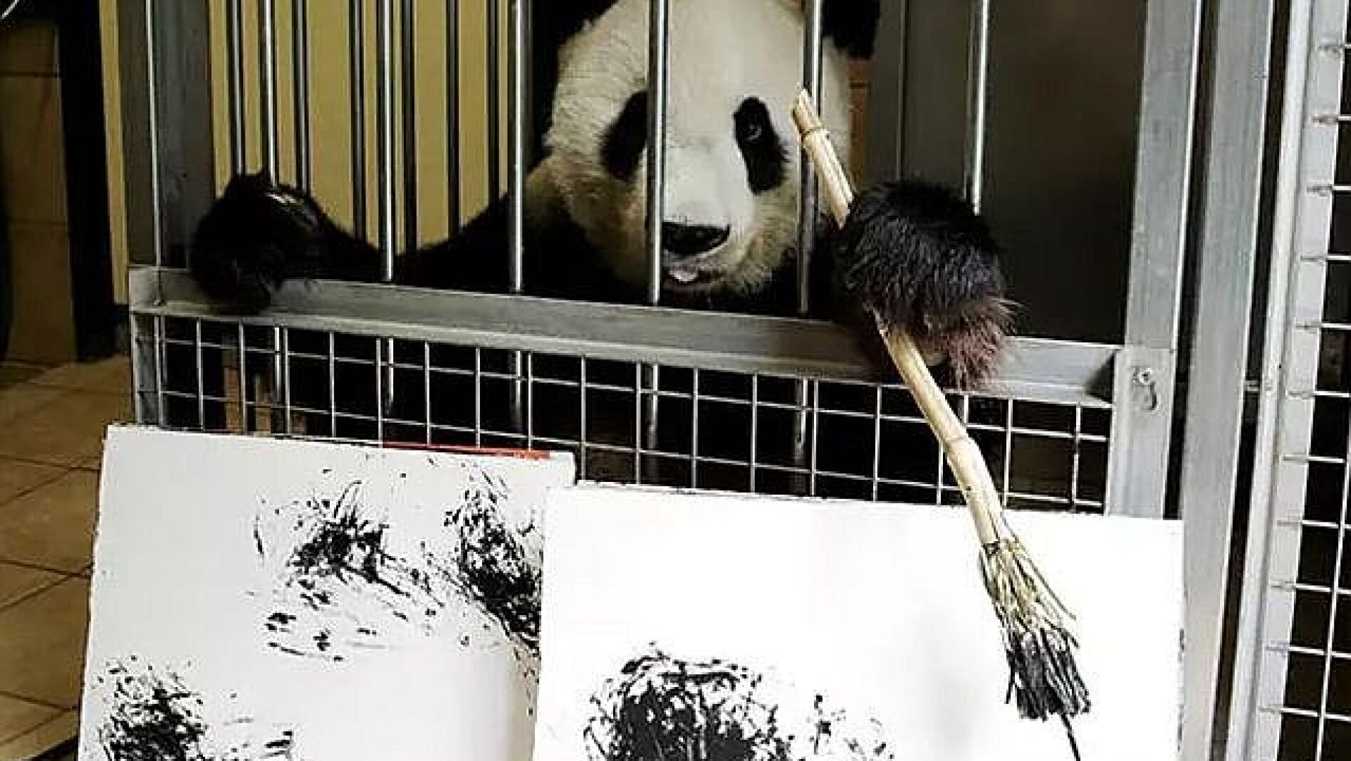 Yang Yang, la osa panda que pinta cuadros en el zoo de Viena
