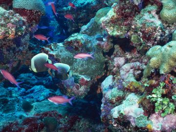 Barrera de coral