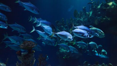 Banco de peces