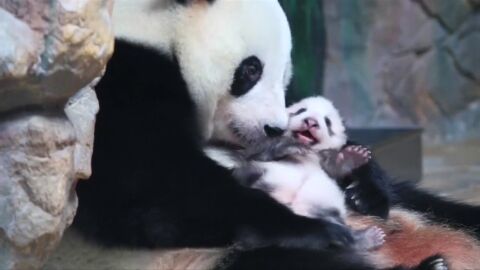 “Long Zai”, la cría de panda gigante del sur de China encargada de perpetuar la especie