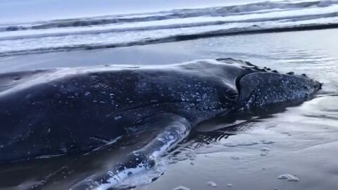 Consiguen devolver al océano a una ballena varada en la costa de Argentina Consiguen devolver al océano a una ballena varada en la costa de Argentina