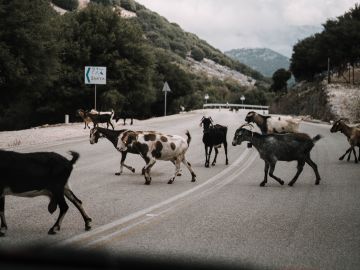 Accidentes de tr&aacute;fico con animales implicados