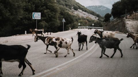 Accidentes de tráfico con animales implicados