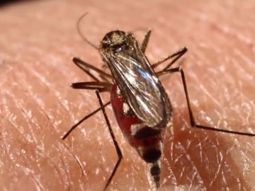 Imagen de un mosquito 'Aedes aegypti'