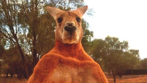 Roger, el canguro m&aacute;s musculado de Australia