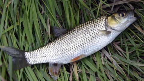 Salmonete Salmonete