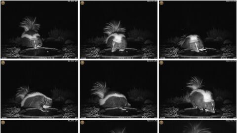 Primeras fotograf&iacute;as de una mofeta utilizando una piedra como una herramienta