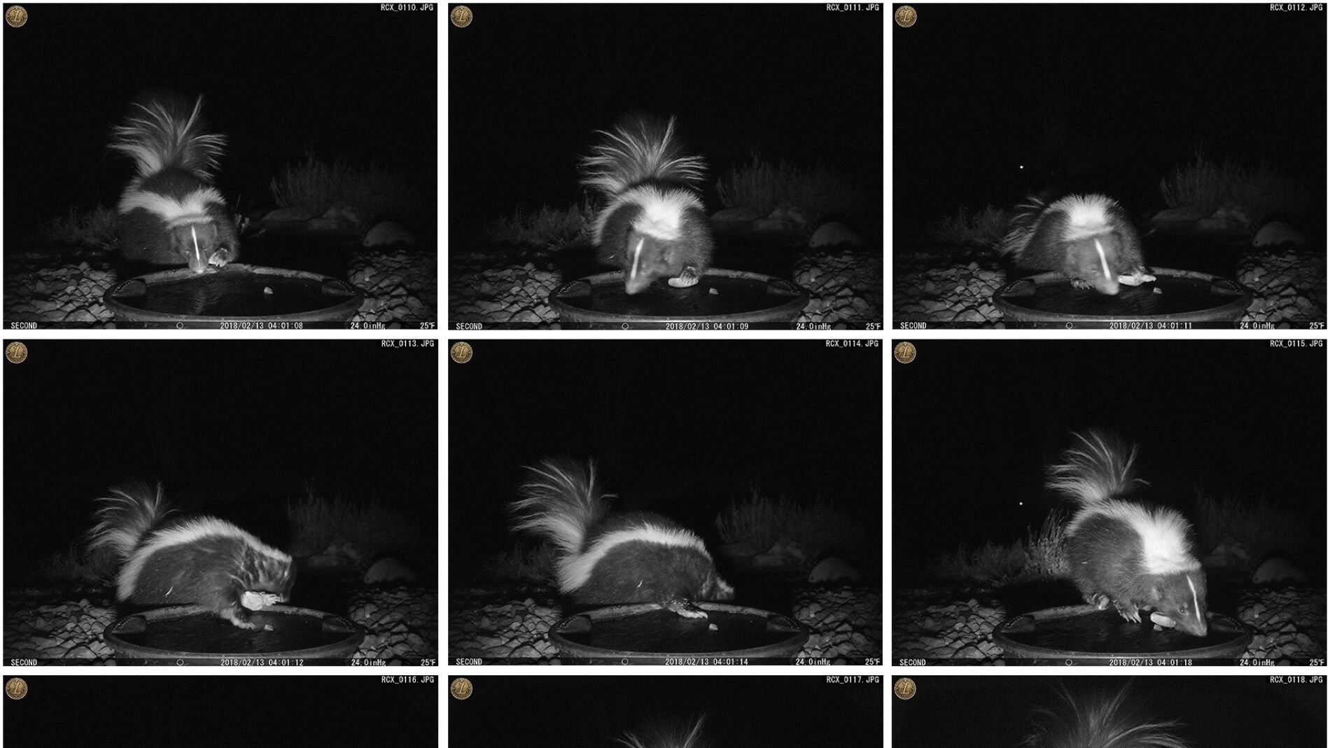 Primeras fotografías de una mofeta utilizando una piedra como una herramienta