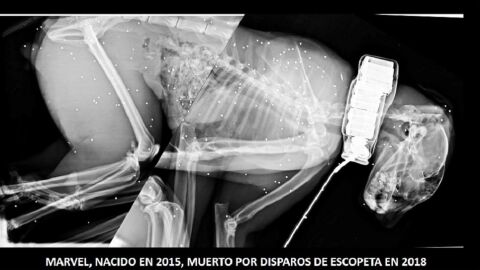 Imagen del lince ibérico muerto por disparos de escopeta Imagen del lince ibérico muerto por disparos de escopeta