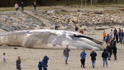 Aparece una ballena varada en una playa de A Coru&ntilde;a