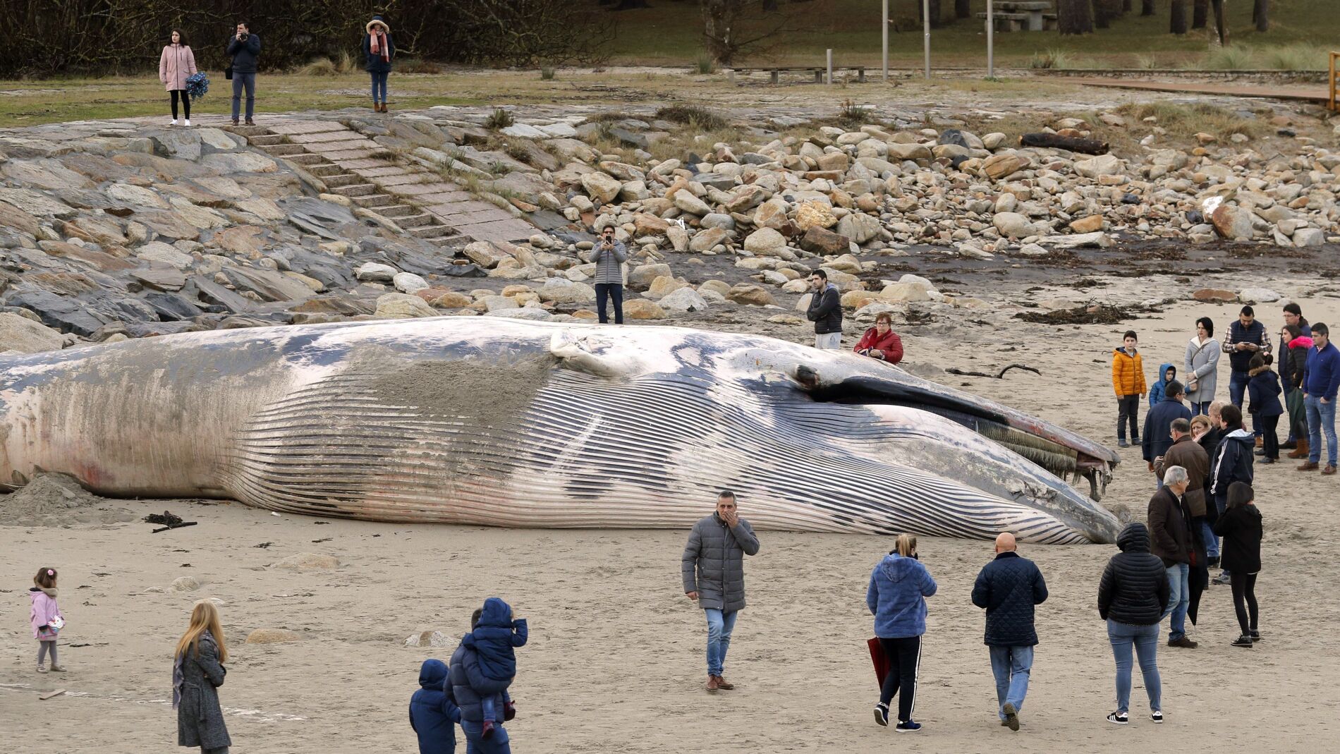 Aparece una ballena varada en una playa de A Coruña