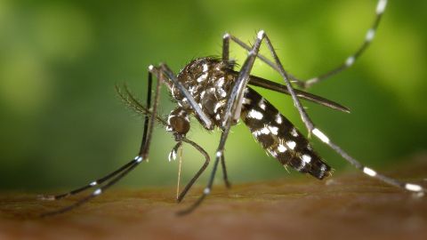 Imagen del Mosquito Tigre (Archivo). Imagen del Mosquito Tigre (Archivo)