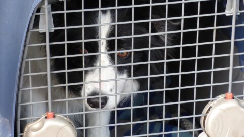 perro en una transporting