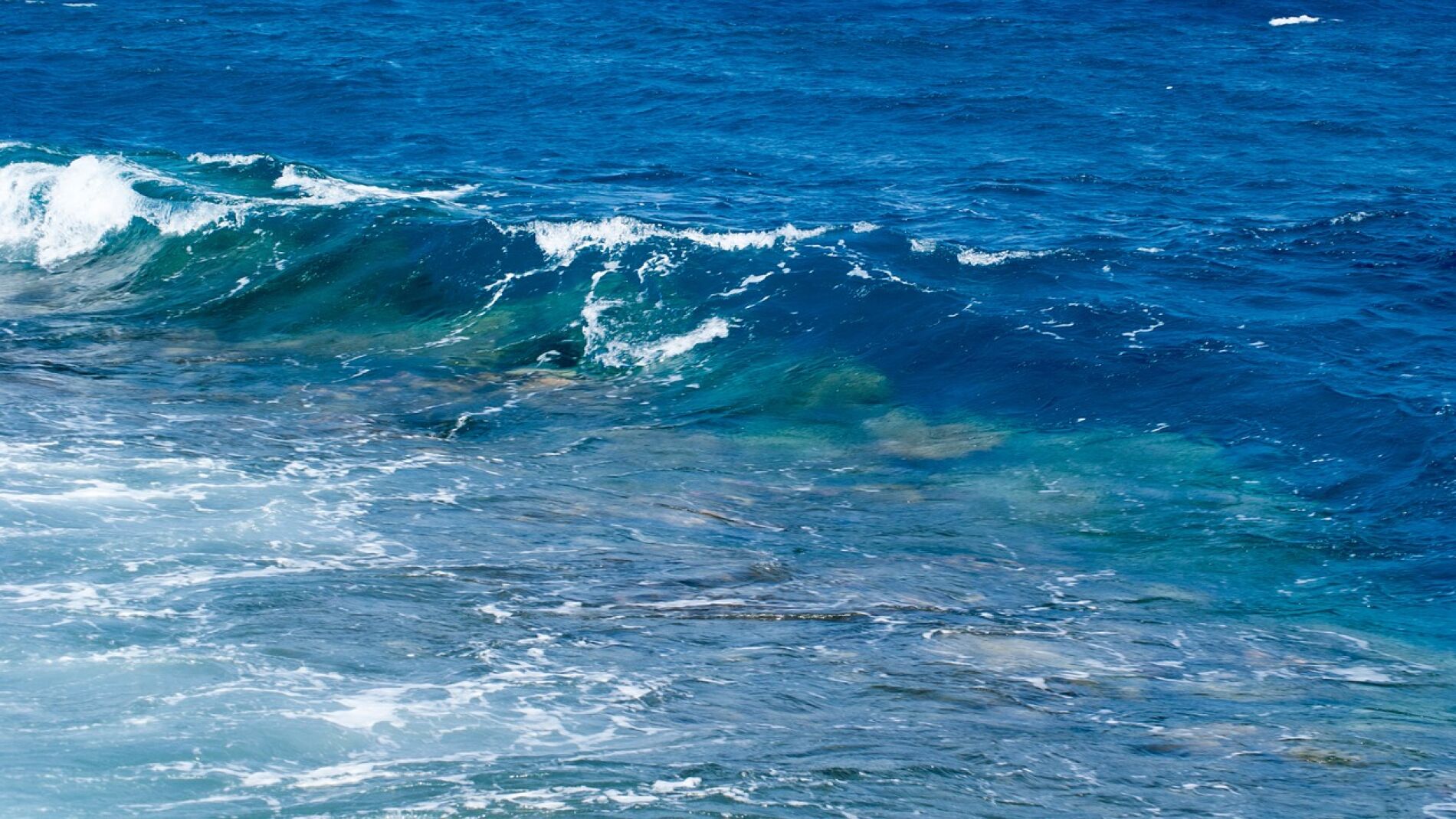 Las olas de calor marinas amenazan la biodiversidad de los oceanos