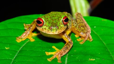 Mas de 90 especies de anfibios se han extinguido por un hongo Mas de 90 especies de anfibios se han extinguido por un hongo