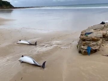 Aparecen 14 delfines muertos en la orilla de una playa de Santander 