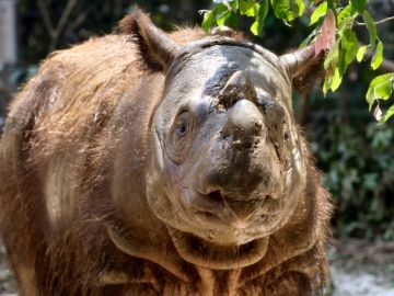 Muere el último rinoceronte de Sumatra de Malasia