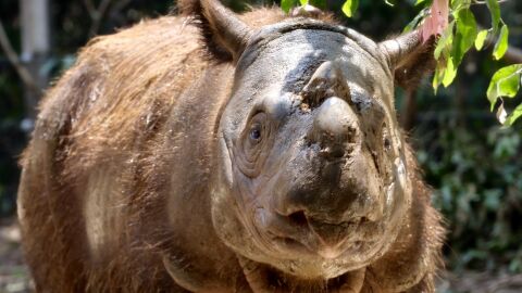 Muere el último rinoceronte de Sumatra de Malasia Muere el último rinoceronte de Sumatra de Malasia