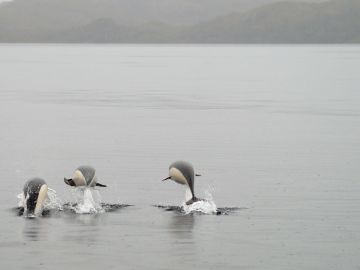 Avistan delfines lisos por primera vez en el estrecho de Magallanes