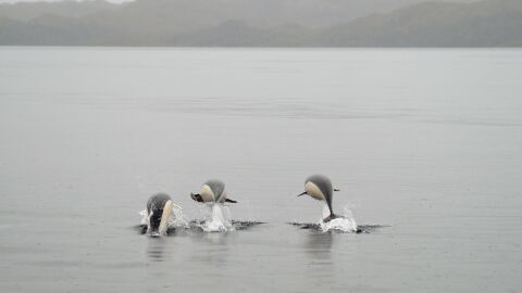 Avistan delfines lisos por primera vez en el estrecho de Magallanes Avistan delfines lisos por primera vez en el estrecho de Magallanes