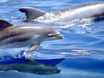 Delfines mulares