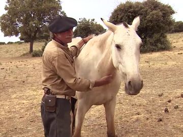 ‘Salva a un Caballo’ ayuda a animales maltratados a encontrar un nuevo hogar