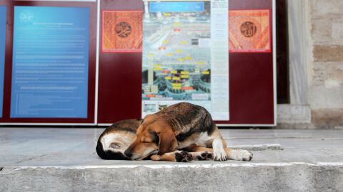 M&aacute;s de 138.000 perros y gatos fueron abandonados en Espa&ntilde;a en 2018