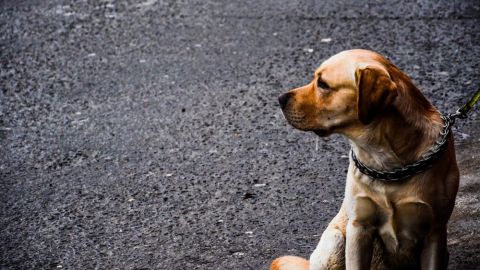 Perro en la calle Perro en la calle.