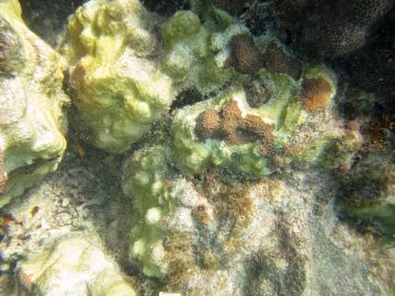 Reproducción de corales en cautividad en Florida