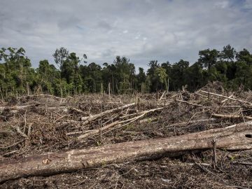 Imagen de la deforestación en Indonesia
