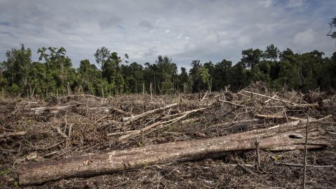 Imagen de la deforestaci&oacute;n en Indonesia