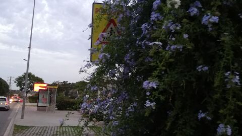 Señal peatones tapado Señal paso de peatones en puerta de colegio y parada de autobus no visible en la calle claverol sant vicenç dels horts
