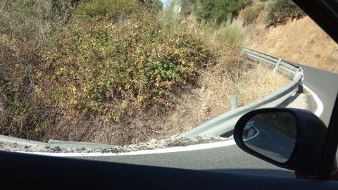 Guardaraíl completamente tumbado en una curva muy cerrada y sin arcén, en carretera secundaria CO 5401, Km 11 Dirrección Villaviciosa de Córdoba a Villanueva de Córdoba