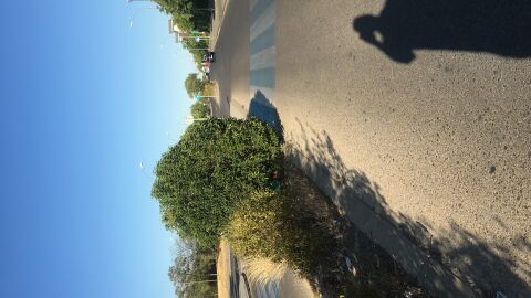 Av. de América, 9 28922 Alcorcón, Madrid 40.359241, -3.832994 arbol tapa paso de cebra 