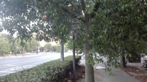 Señal indicativa y semaforo tapados Señal y semaforo tapado ramas arboles en Avd.La Paz altura calle Sierra morena rotonda Ronda del Tamarguillo. 41013 Sevilla