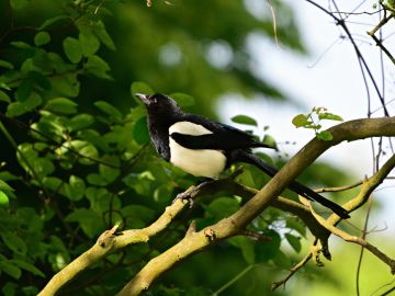 El cambio climático amenazaría a todo tipo de aves, como la urraca