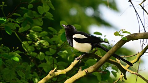 El cambio climático amenazaría a todo tipo de aves, como la urraca El cambio climático amenazaría a todo tipo de aves, como la urraca