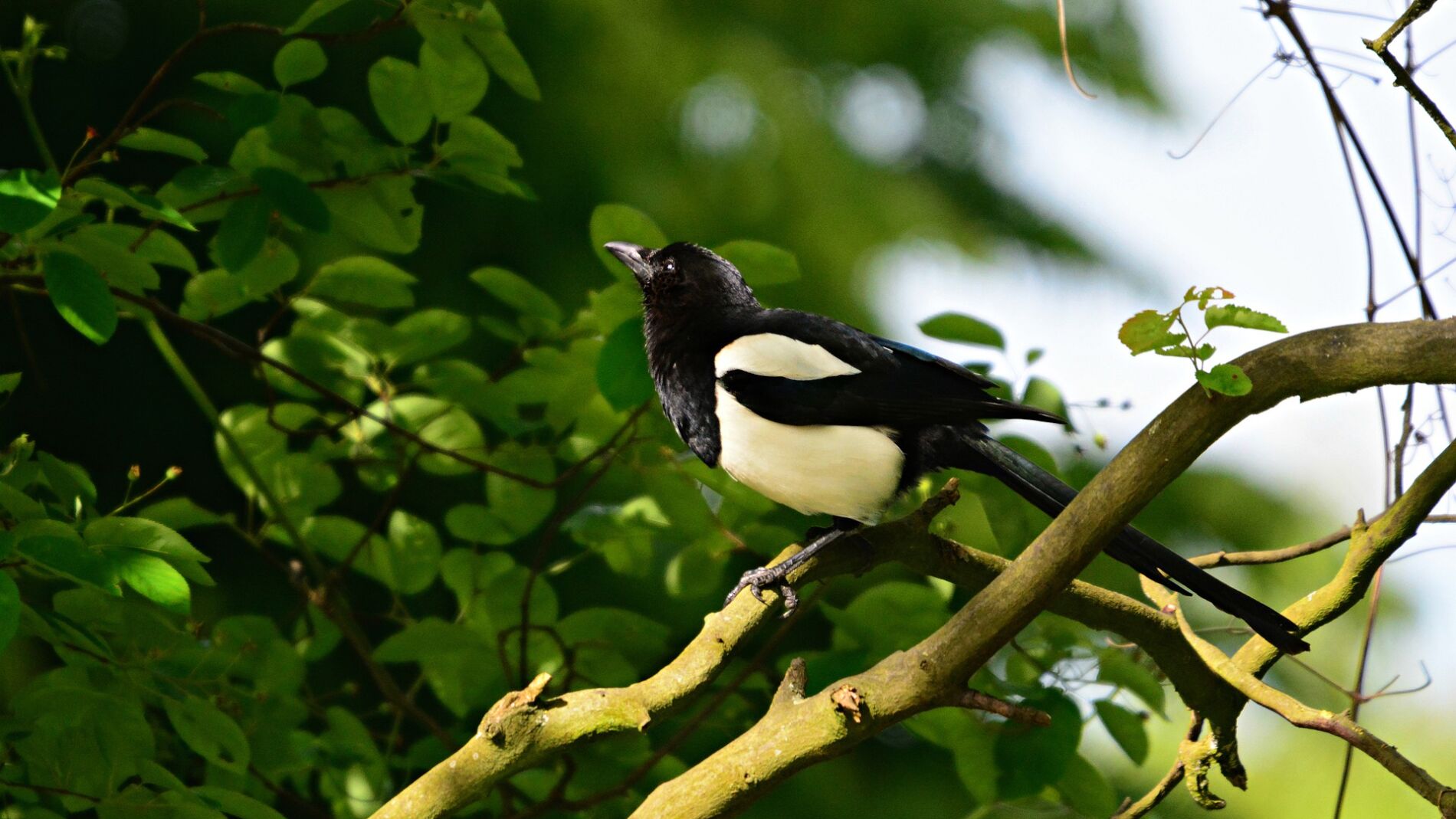 El cambio climático amenazaría a todo tipo de aves, como la urraca
