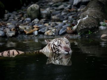 La India duplica los ejemplares de tigre, con casi 3.000 ejemplares vivos