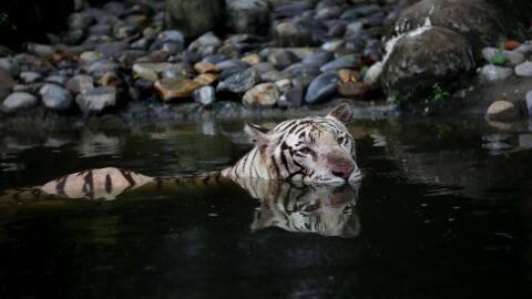 La India duplica los ejemplares de tigre, con casi 3.000 ejemplares vivos La India duplica los ejemplares de tigre, con casi 3.000 ejemplares vivos