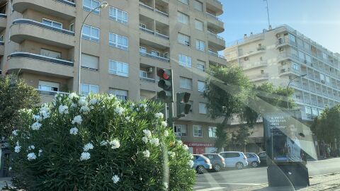 En Sevilla, en la avenida Flota de Indias, justo en la portada de la Feria, direccion al centro de la ciudad, está este semáforo casi oculto tras una adelfa. 