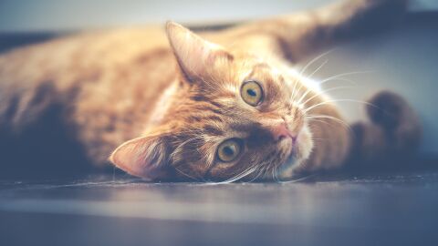 Gato Gato