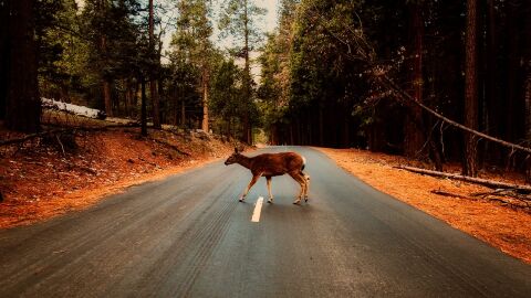 Animal en carretera Animal en carretera