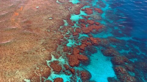 Barrera de Coral