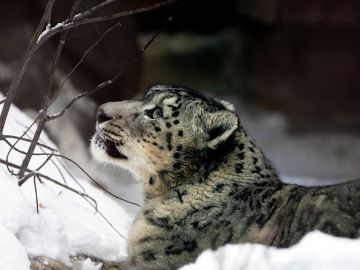 Leopardo de las nieves