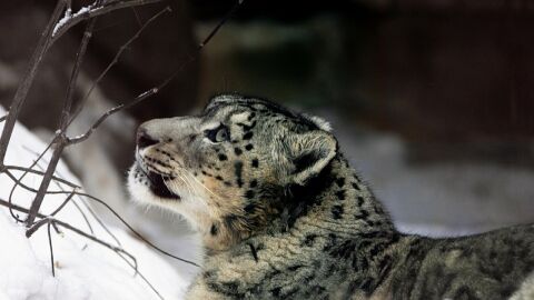 Leopardo de las nieves Leopardo de las nieves