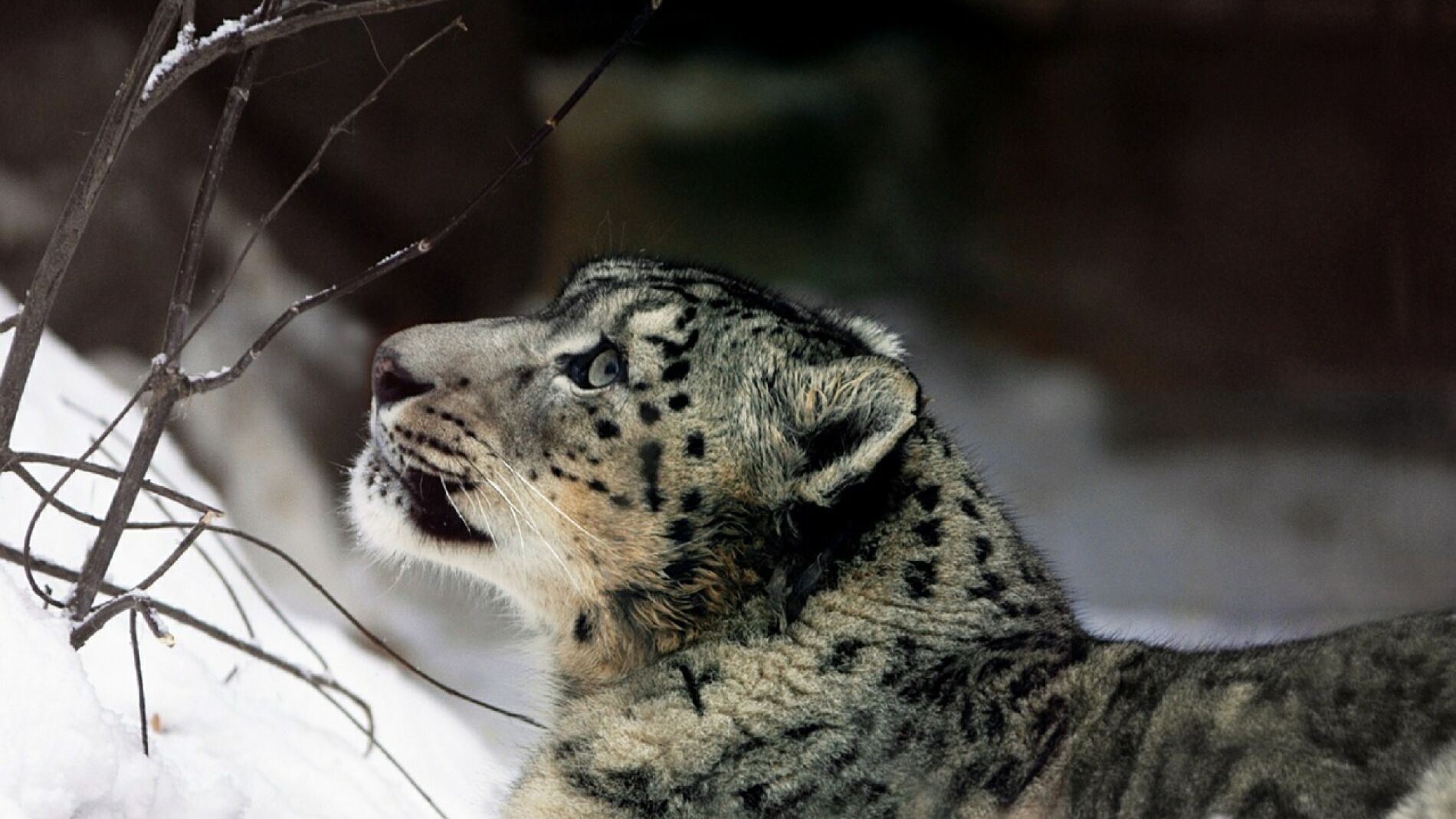 Leopardo de las nieves